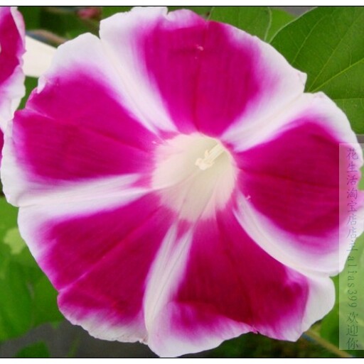 Самоподобный Fuji Red Flower 2013 года, семена крупного рогатого скота Yan Yanniu, горшечное растение -эшиночное сажание в помещении двор