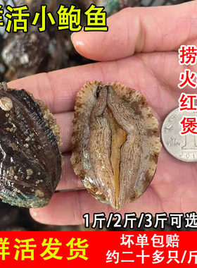 新鲜小鲍鱼鲜活鲍鱼九孔冰鲜鲍鱼捞汁火锅食材海鲜水产包邮商用