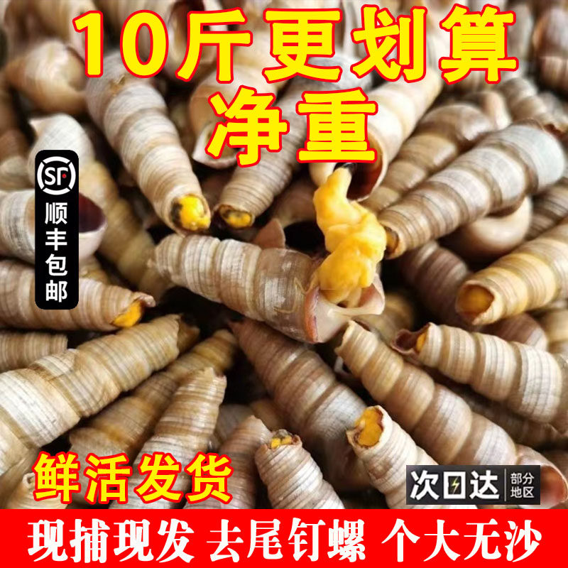 钉螺鲜活去尾大号锥螺新鲜海螺丝捞汁小海鲜麻辣贝类包邮商用