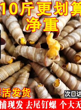 钉螺鲜活去尾大号锥螺新鲜海螺丝捞汁小海鲜麻辣贝类包邮商用