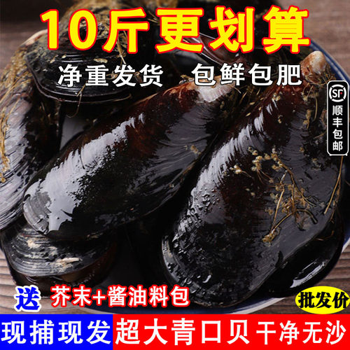 鲜活海虹包鲜包肥物美价廉批发价