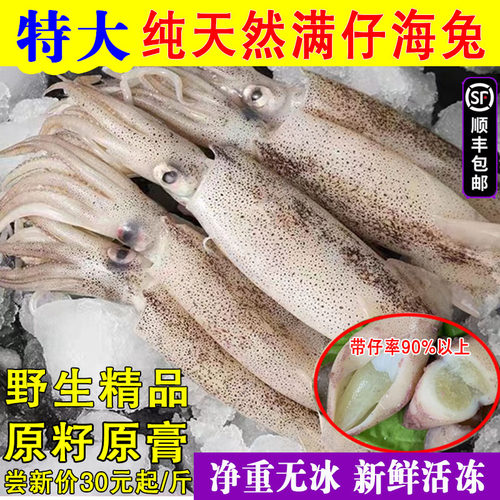 纯天然海兔籽乌新鲜鲜冻物美价廉