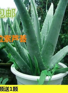 库拉索芦荟美容补水芦荟盆栽可食用芦荟植物芦荟苗芦荟灌肤叶片