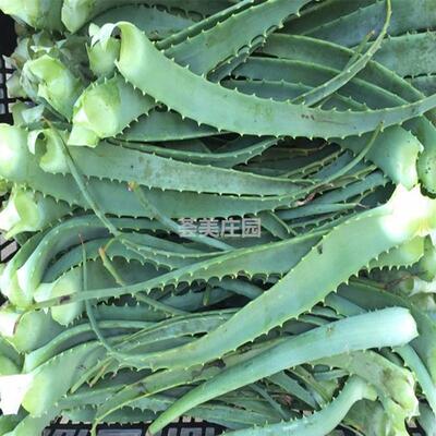 龙爪菊叶片食用药用日本木立芦荟新鲜叶子消炎龙爪菊十年老叶子