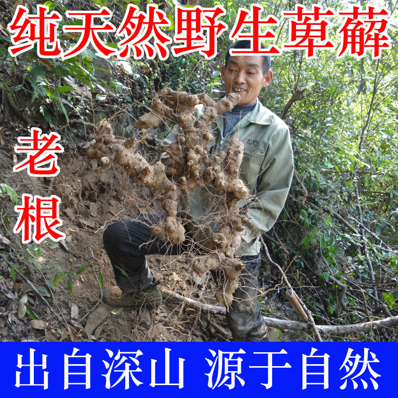 野生萆薢 绵萆薤 粉萆薢 萆薢 硬饭团 绵萆薢 川萆薢 黄萆薢