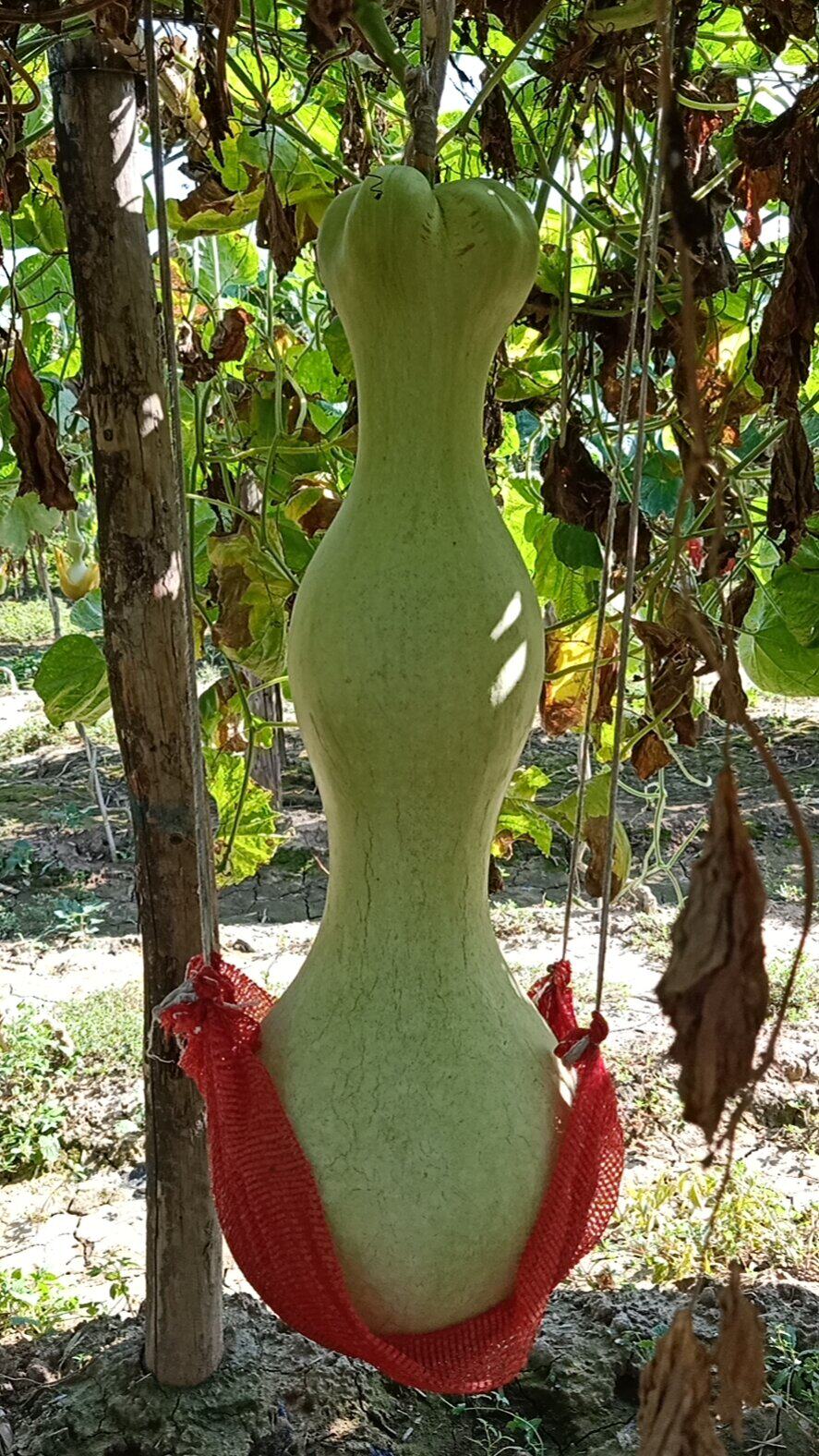 纯天然超大莲花头 八宝酒葫芦   巨型亚腰葫芦种籽