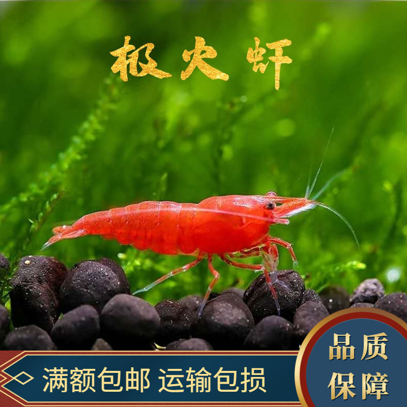 极火虾急火虾活体除藻观赏虾蓝丝绒虾水晶虾巧克力虾大和沼虾草缸