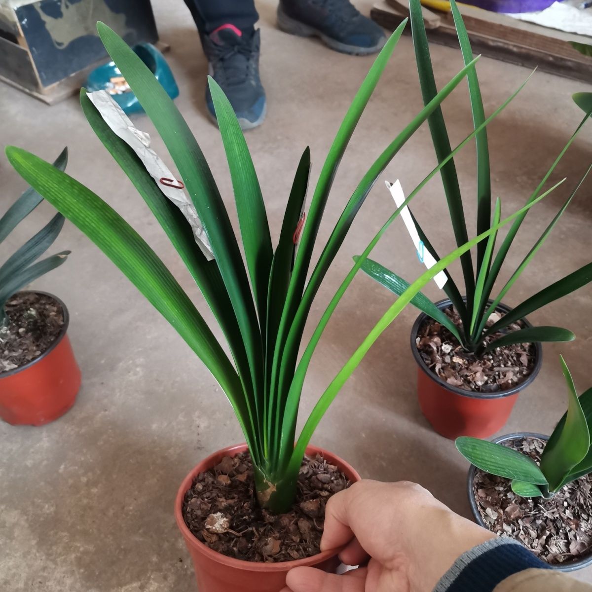 细叶窄叶毛兰串君子兰立板尖头高端名贵花苗室内盆栽绿植桌面办公