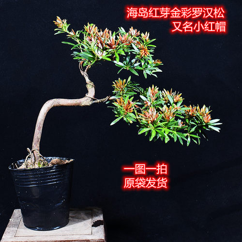 红芽金彩罗汉松小红帽盆栽植物阳