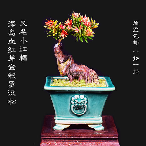 新品海岛血红芽金彩小红帽罗汉松盆景素材四季盆栽植物窗庭院阳台