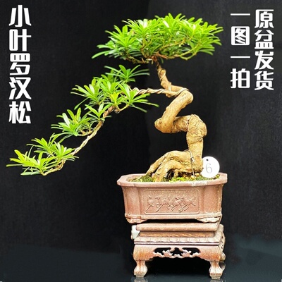 小叶罗汉松造型盆景风水植物好养