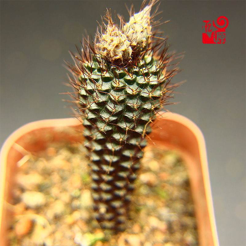 蜈蚣丸实生士童属仙人球多肉植物仙人球小盆栽防内电脑桌面