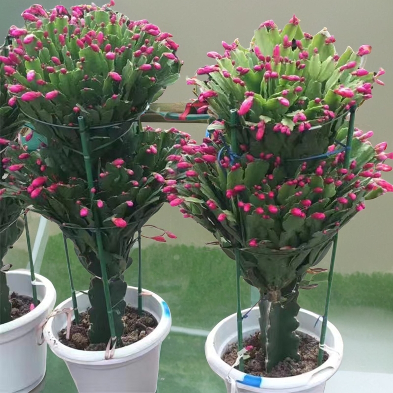 龙骨三角柱嫁接双层三层蟹爪兰带花苞室内花卉绿植植物盆栽盆景