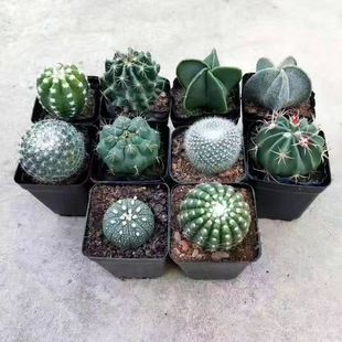 满9.9包邮开花仙人球多肉植物组合盆栽