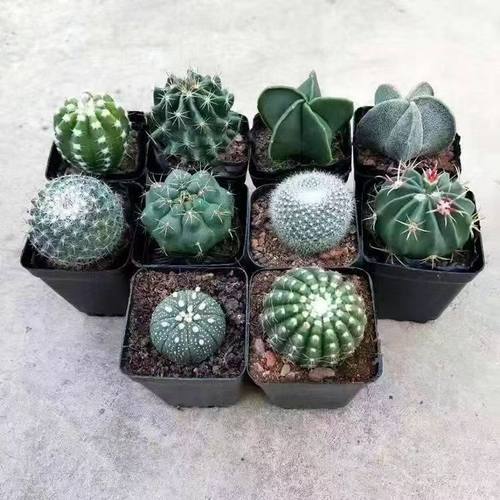 满9.9包邮开花仙人球多肉植物组合盆栽