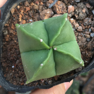 四角琉璃鸾凤玉仙人球仙人掌多肉植物