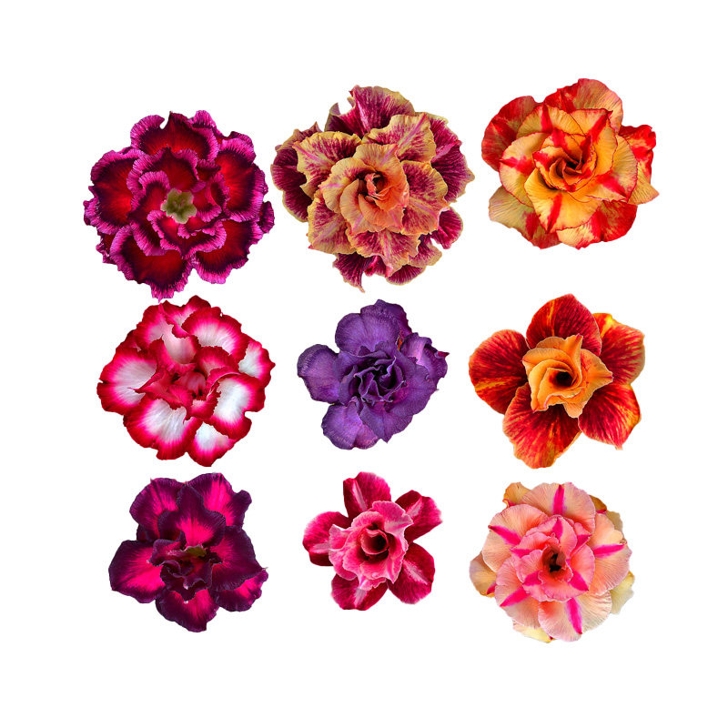 Desert Rose Four seasons Bloom Potted plant flowers and plants indoor Plena Green plant bonsai desk balconyin the Flower delivery/Flowers simulation/Plants gardening , Flowers/Potted plants (New) , Flowers  category - from Buy2taobao.com to provide professional Taobao agent buy service