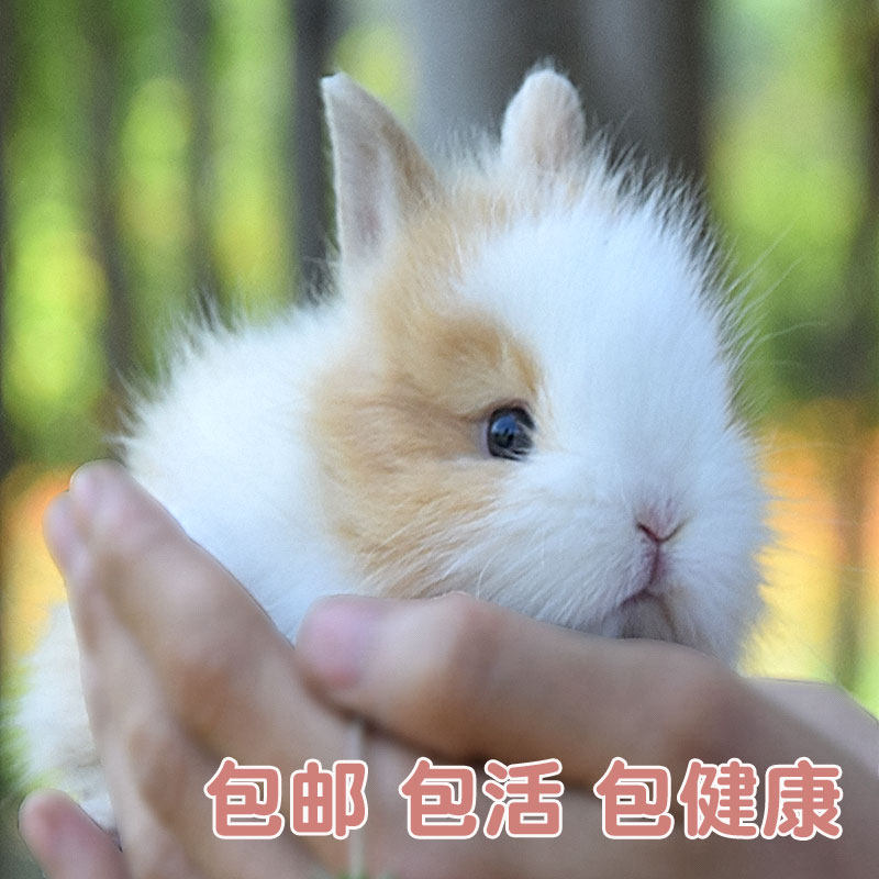 靓沃宠物侏儒兔子活物小型长不大荷兰兔茶杯兔道奇猫猫兔海棠凤眼|ruв категории животное/Животное питание и принадлежностей, зайцеобразные и принадлежностей, кролик - от Buy2taobao.com для оказания профессиональной услуги покупки агента Taobao