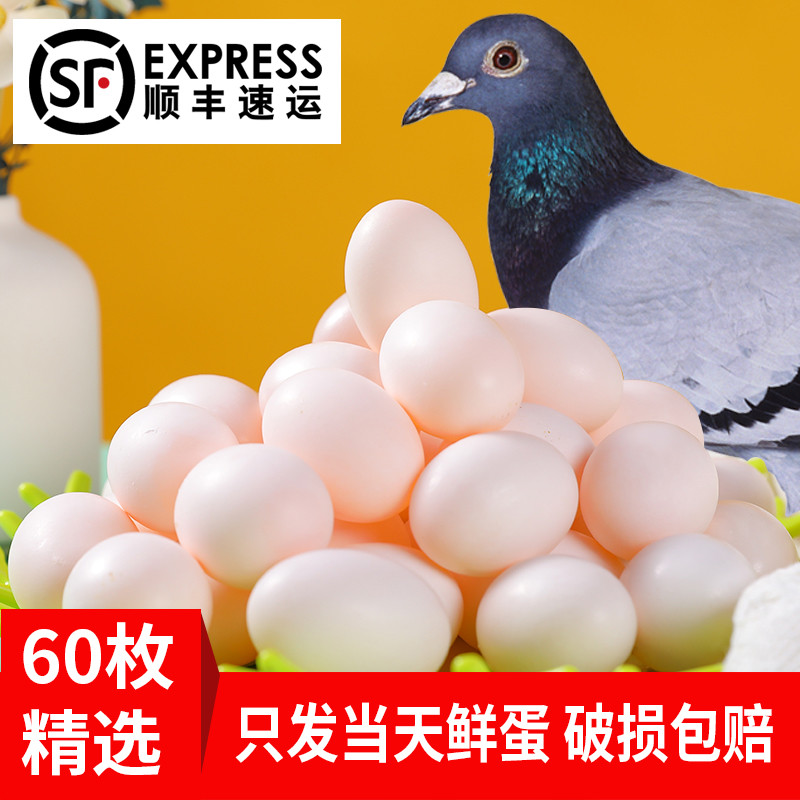 农家散养五谷杂粮喂养新鲜鸽子蛋信鸽蛋土鸽蛋60枚包邮破碎包赔孕