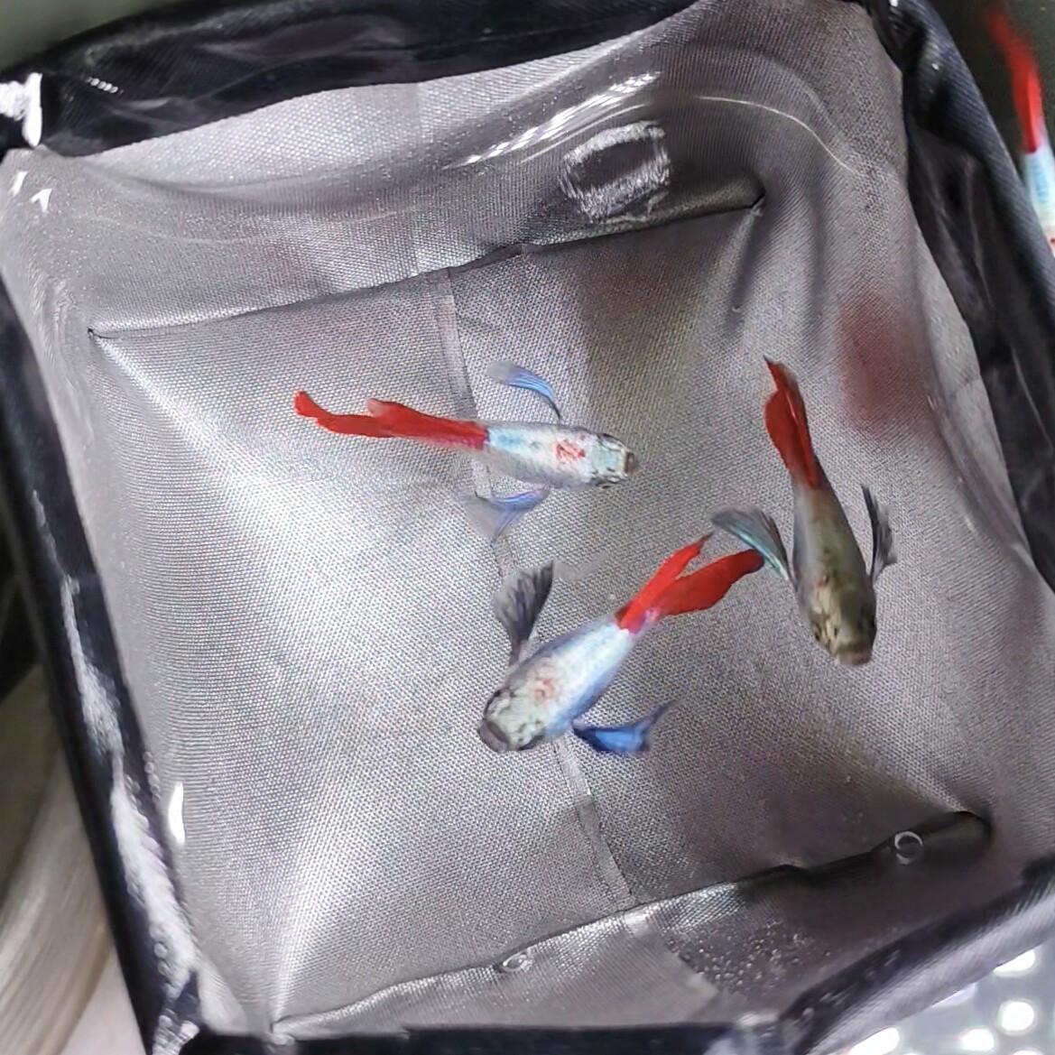 金背绿耳孔雀鱼蝴蝶精品