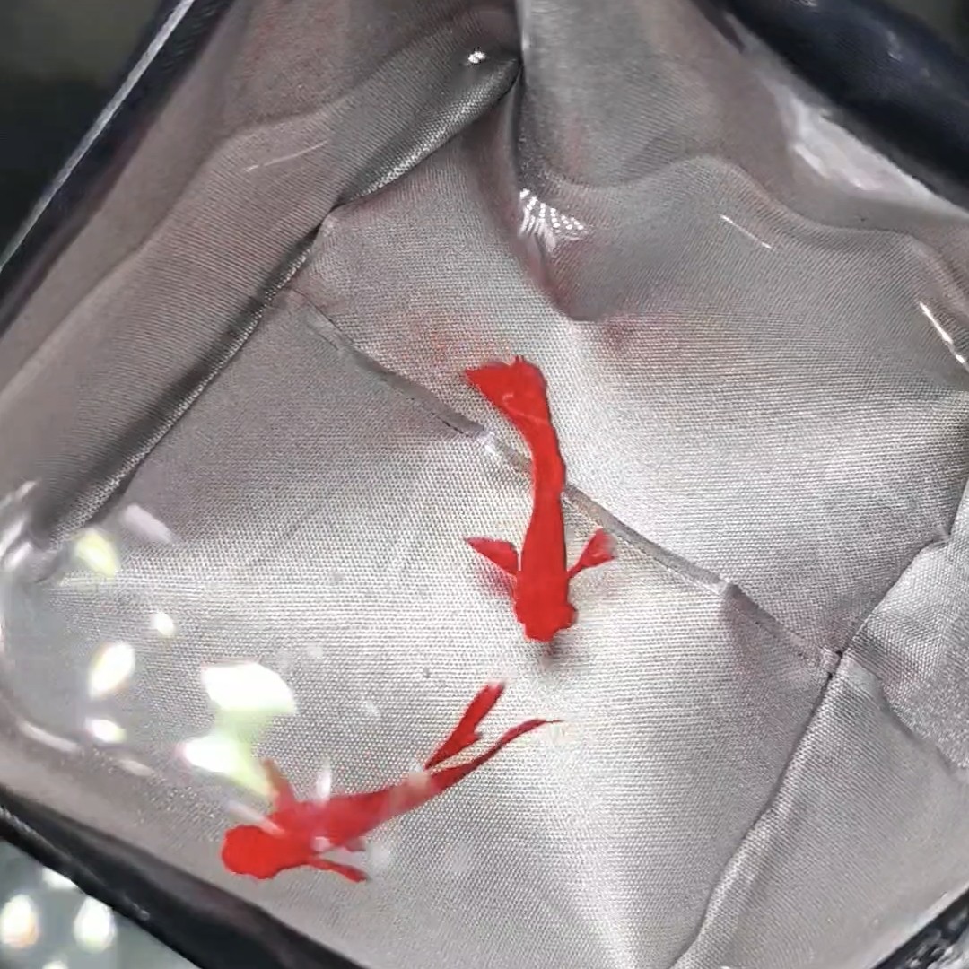 鸿运当头双分水精品孔雀鱼小型热带观赏鱼鱼食丰年虾饲养缎带大C