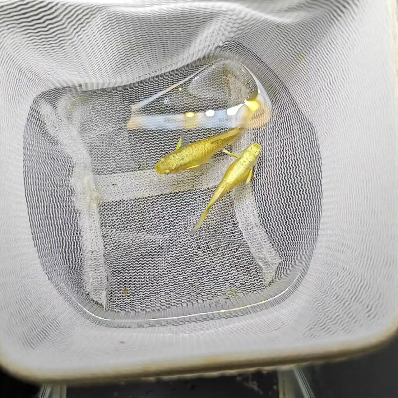 满鳞黄金大C2个月压成鱼