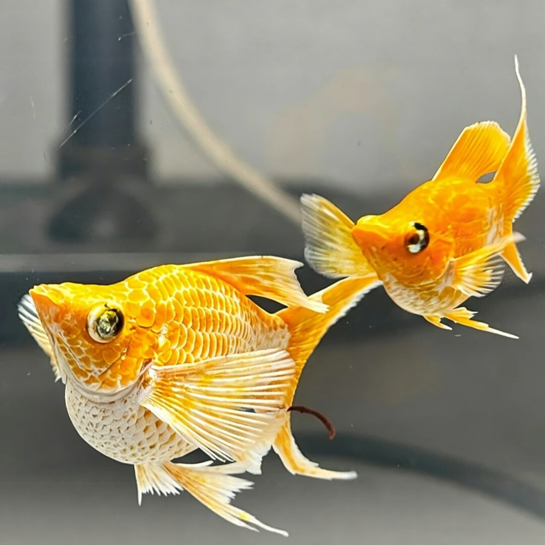 进口燕尾黄金柠檬玛丽球热带小型观赏鱼胎生鱼水族鱼缸水草鱼粮