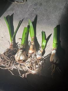 满48包邮洋朱顶红种球小苗舞后花孔雀合唱团花苹果黛丝北方姑娘