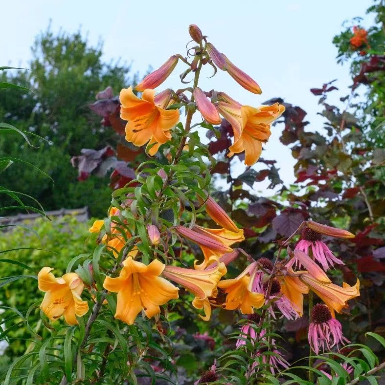 现货荷兰进口香水百合花种球OT庭院树百合非洲女王盆栽地栽包对版