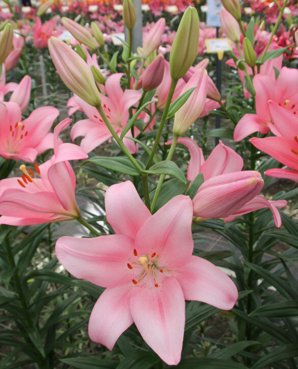 现货进口百合花种球无香多苞网红 la系粉色帕诺现货耐寒耐热
