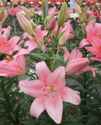 耐寒进口百合花晨宇种球