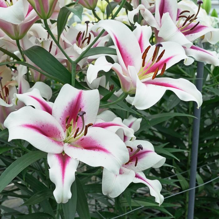 百合花种球牛仔现货四季种图片