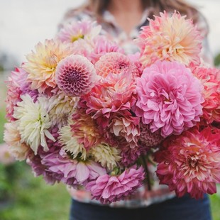 现货2026年新进口大丽花种球根大花丰花多年生花期长易成活包对版