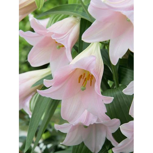 现货铁炮百合花种球乙女 粉天堂多年生复花好盆栽地栽好养包邮