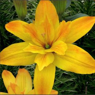 进口百合种球LA系列亚百孪生金色小重瓣盆栽地栽植物矮品种花