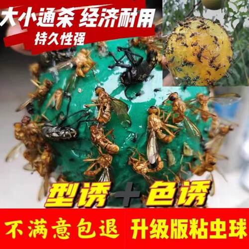 粘虫球粘果蝇球粘柑橘实蝇