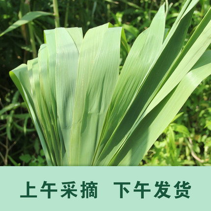粽子叶粽叶新鲜芦苇叶现摘现发 纯天然野生特大号包粽子叶端午节