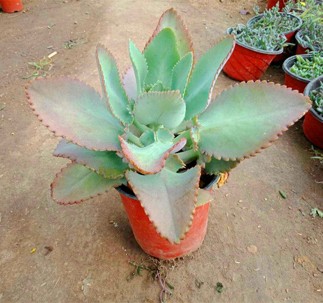 宽叶不死鸟 大叶落地生根