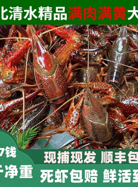 鲜活小龙虾5斤4567钱新鲜活虾湖北潜江清水龙虾特大青红壳小龙虾