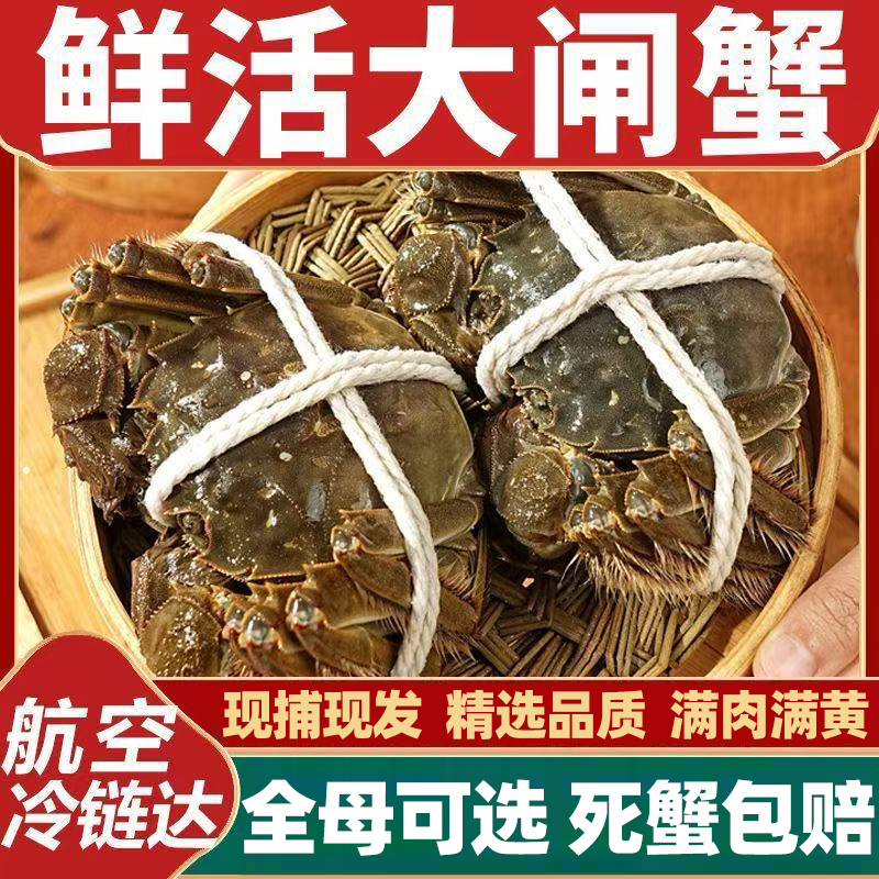 大闸蟹鲜活全母活蟹现货顺丰包邮