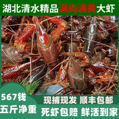 鲜活小龙虾新鲜活虾5斤567钱湖北潜江清水龙虾特大青红壳小龙虾活