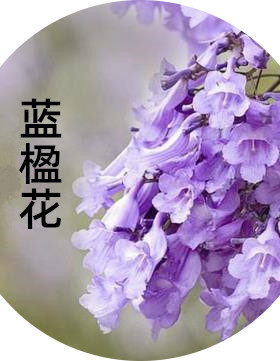 朴缇自调清新少女等待爱情香水