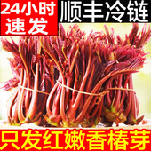 香椿芽新鲜香春芽菜顺丰现货2024头茬香椿芽叶四川红油香椿头山东