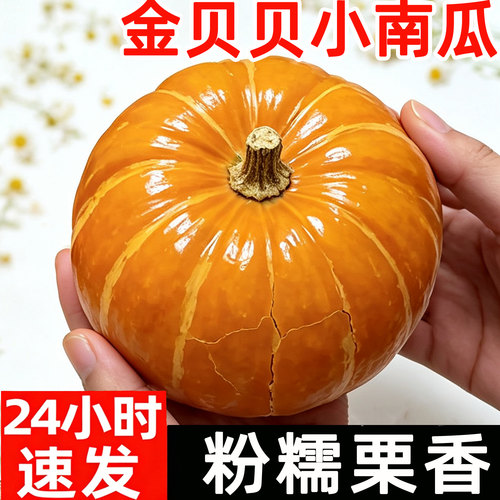 金贝贝南瓜板栗味红贝贝小南瓜