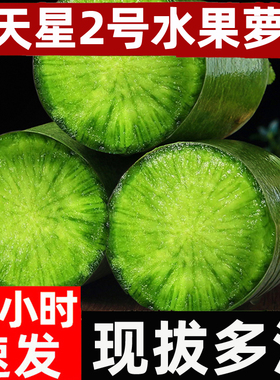 天星2号水果萝卜新鲜甜脆型生吃正宗潍坊萝卜青凤梨冰淇淋胡萝卜