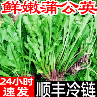蒲公英新鲜现挖婆婆丁山野菜顺丰山菜特产苦菜苦麻子包邮蘸酱菜