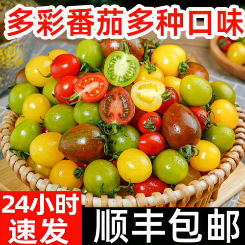 多彩番茄新鲜圣女果七彩樱桃番茄