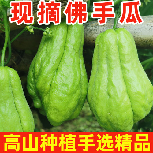 现摘佛手瓜5斤新鲜农家特产