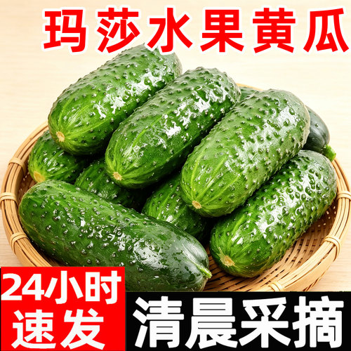 玛莎黄瓜新鲜水果小黄瓜小青瓜