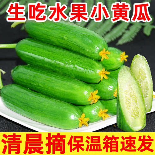 荷兰水果小黄瓜现摘水水嫩嫩